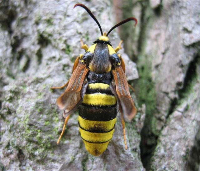 Hornet Moth4 Copyright: Stephen Rolls