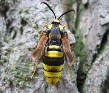 Hornet Moth4 Copyright: Stephen Rolls