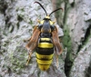 Hornet Moth4 Copyright: Stephen Rolls