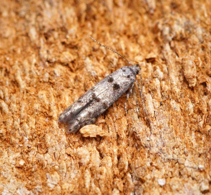 Sorhagenia rhamniella Copyright: Ben Sale