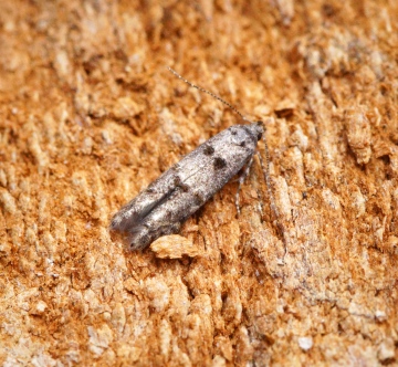 Sorhagenia rhamniella Copyright: Ben Sale