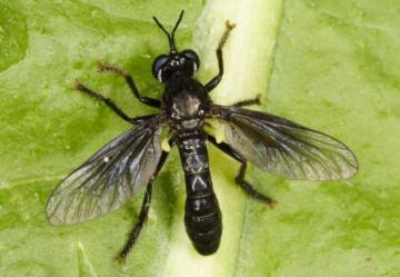 Dioctria atricapilla