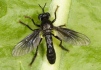 Dioctria atricapilla 