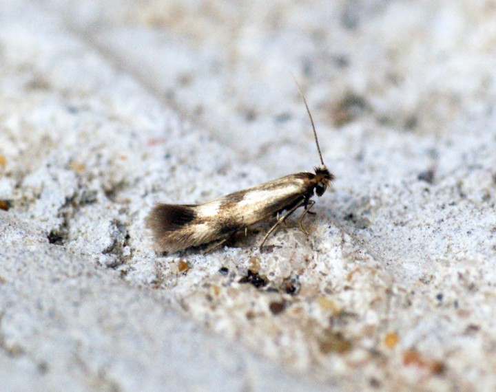 Bucculatrix nigricomella 2 Copyright: Ben Sale