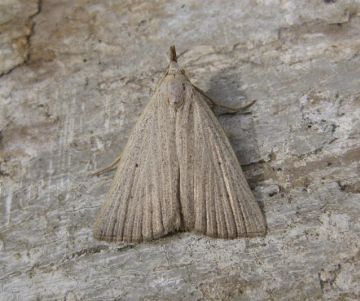 Dotted Fan-Foot. Copyright: Stephen Rolls