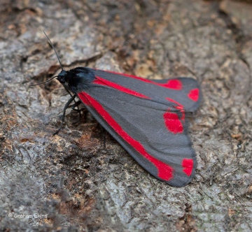 Cinnabar 10 Copyright: Graham Ekins