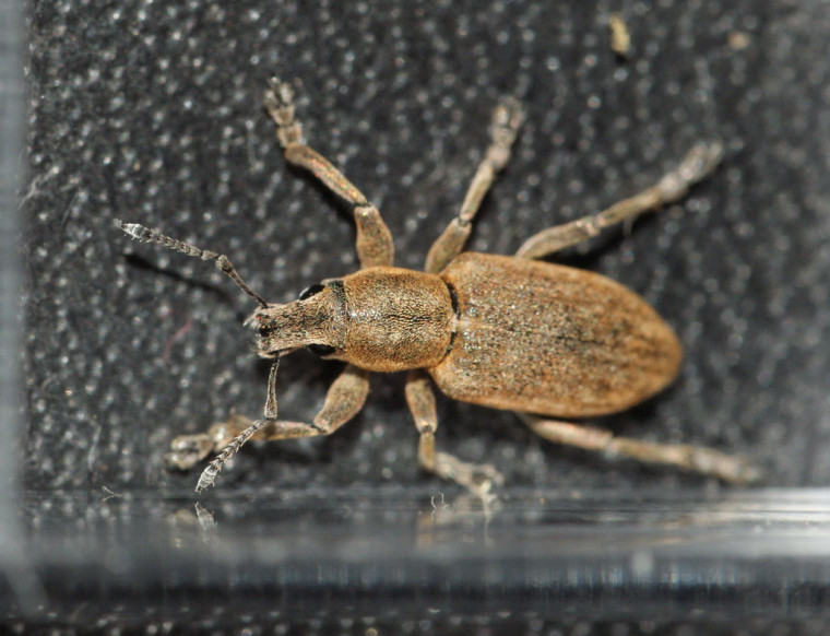 Tanymecus palliatus rostrum Copyright: Robert Smith