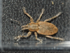Tanymecus palliatus rostrum