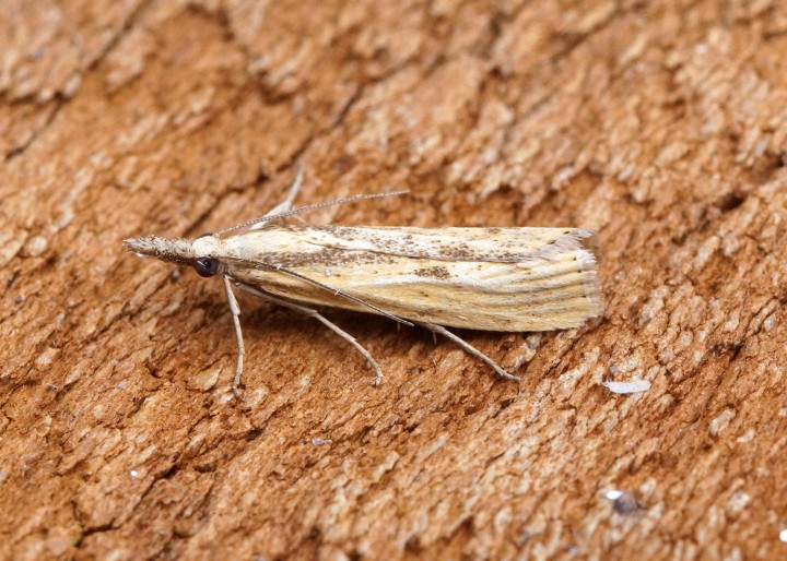 Agriphila inquinatella 2 Copyright: Ben Sale