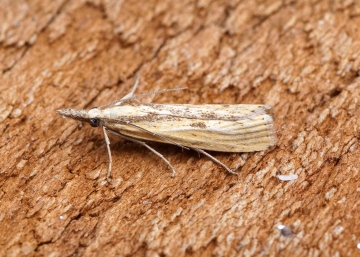 Agriphila inquinatella 2 Copyright: Ben Sale