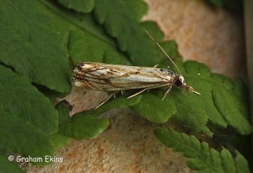 Catoptria falsella 5 Copyright: Graham Ekins