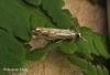 Catoptria falsella 5