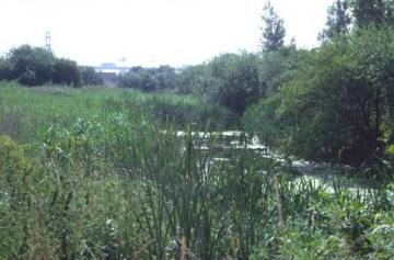 Littlebrook Lakes-reedbed Copyright: Peter Harvey