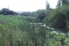 Littlebrook Lakes-reedbed 