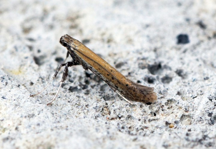 Aspilapteryx tringipennella 3 Copyright: Ben Sale