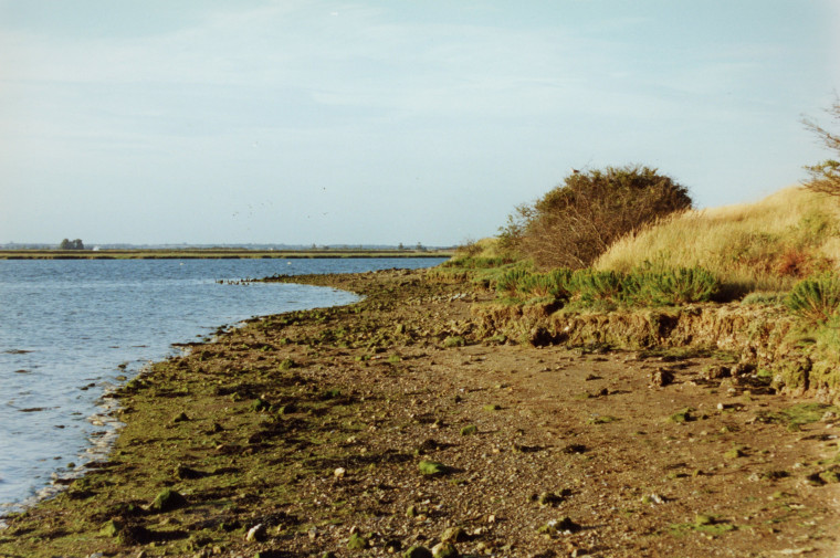 Maylandsea London Clay Exposure 2 Copyright: Graham R Ward Archive 