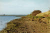 Maylandsea London Clay Exposure 2 