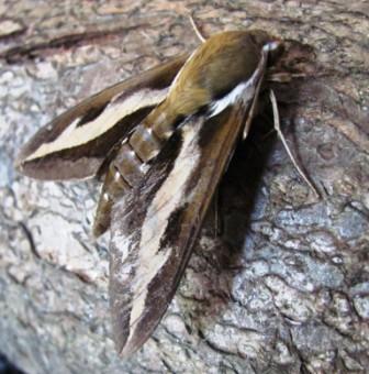Bedstraw hawk Moth 2 Copyright: Graham Smith