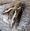 Bedstraw hawk Moth 2 