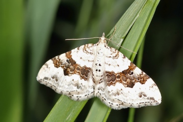 Xanthorhoe montanata montanata (16 May 11) Copyright: Leslie Butler