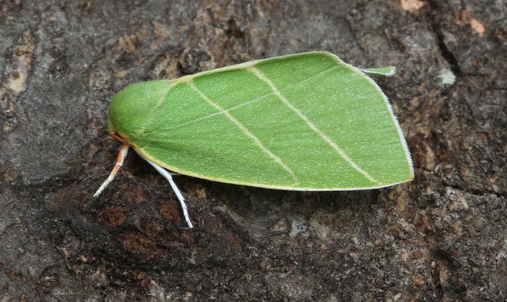 Scarce Silver-lines  Bena bicolorana Copyright: Graham Ekins