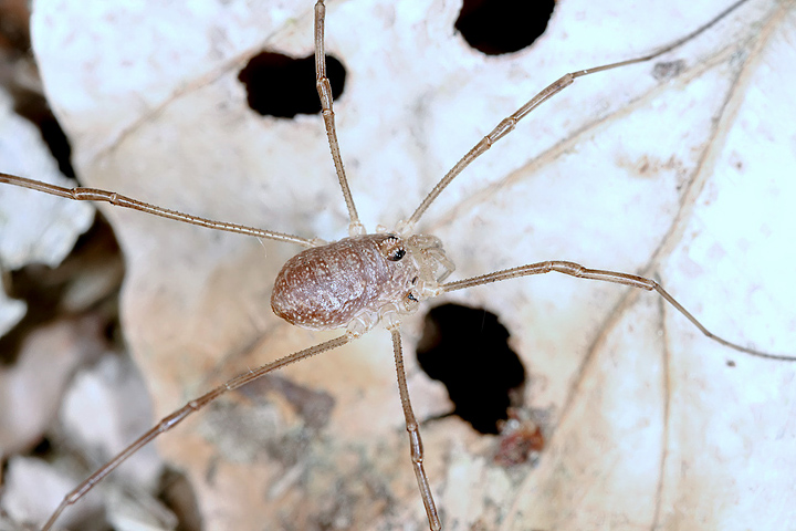 Rilaena triangularis- juvenile (1 May 2011) Copyright: Leslie Butler