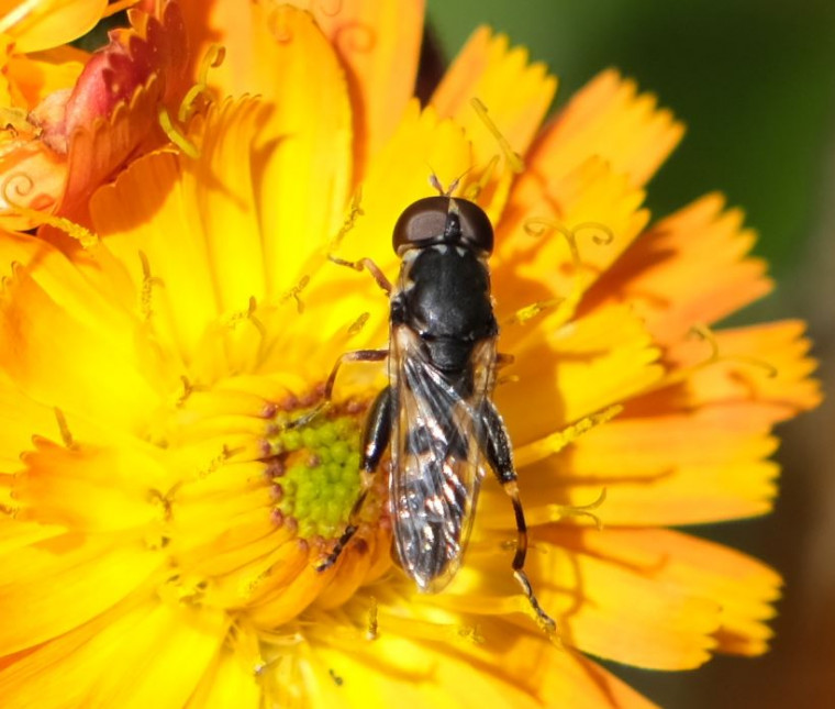 Syritta pipiens home 16.06.24 Copyright: Peter Squire