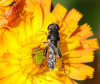 Syritta pipiens home 16.06.24 