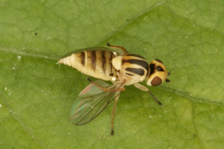 Chlorops pumilionis Copyright: Peter Harvey