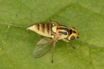 Chlorops pumilionis Copyright: Peter Harvey