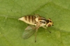 Chlorops pumilionis Copyright: Peter Harvey