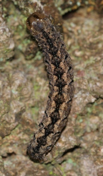 Grey Arches larvae Copyright: Robert Smith