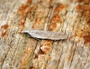 Anarsia spartiella 1 