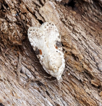 Agonopterix alstromeriana 3 Copyright: Ben Sale