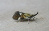 Alabonia geoffrella. Copyright: Stephen Rolls