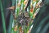 Araneus sturmi 