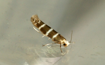 Argyresthia trifasciata 3 Copyright: Ben Sale