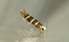 Argyresthia trifasciata 3