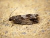 Cydia fagiglandana Copyright: Ben Sale