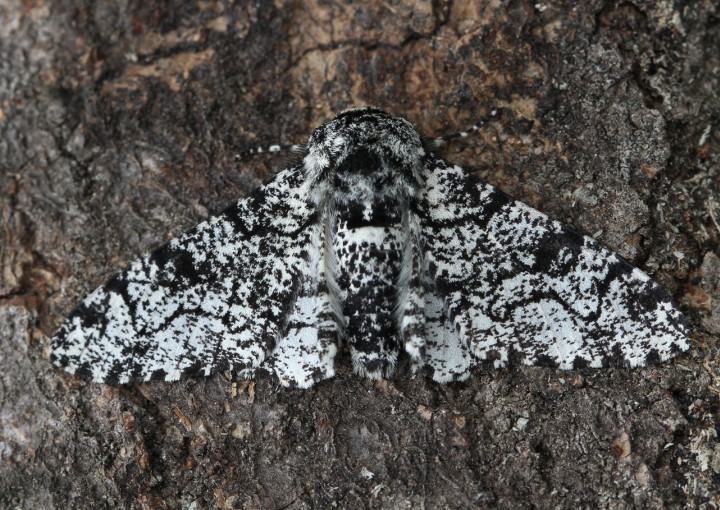Biston betularia 5 Copyright: Graham Ekins