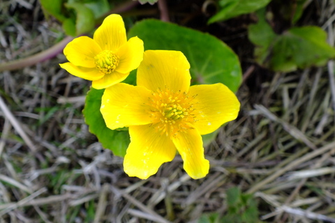 Marsh Marigold Caltha palustris Copyright: Peter Pearson