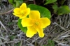 Marsh Marigold Caltha palustris 