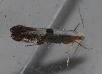 Argyresthia spinosella Copyright: Peter Furze