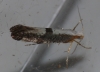 Argyresthia spinosella