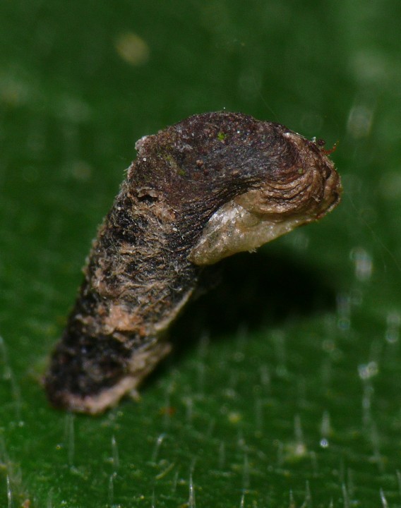 Coleophora ibipennella laval case from Oak Copyright: Peter Furze