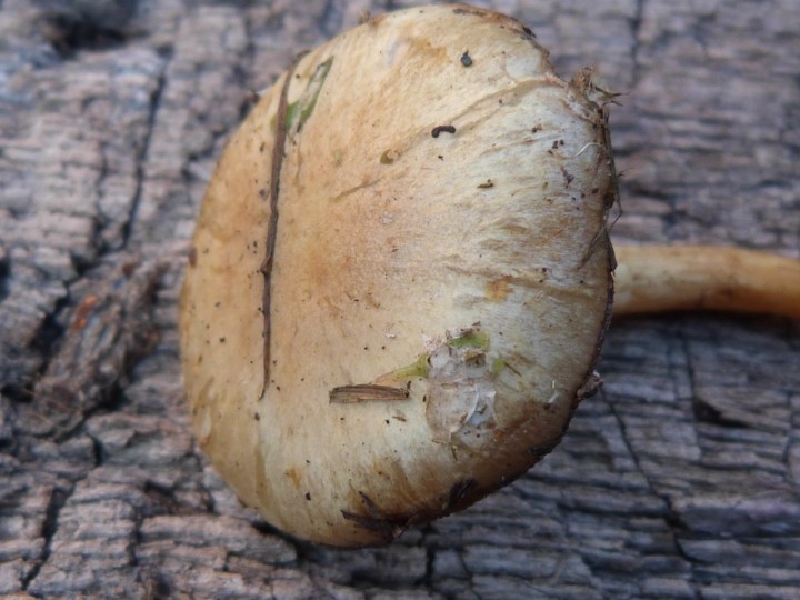 Agrocybe elatella 3 Copyright: Graham Smith