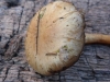 Agrocybe elatella 3 