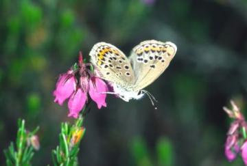 Plebejus argus Copyright: Peter Harvey