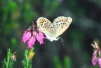 Plebejus argus 