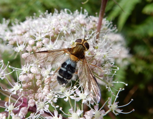 Leucozona glaucia female Copyright: Roger Payne